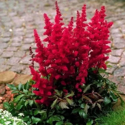 Астильба ГЛАТ Арендса — описание сорта Астильба ГЛАТ Арендса в Подольске