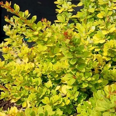 Барбарис СЕНСЕЙШЕН тунберга  Барбарис СЕНСЕЙШЕН тунберга в Подольске