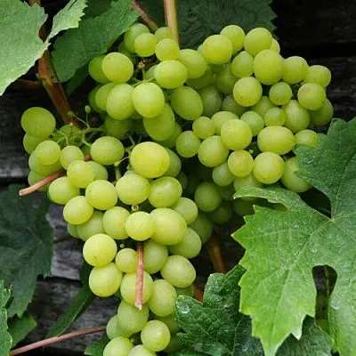 Виноград АЛЕШЕНЬКИН  Виноград АЛЕШЕНЬКИН в Подольске