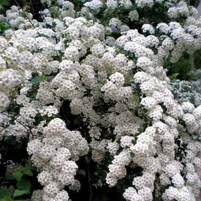 Спирея ВАНГУТТА  Спирея ВАНГУТТА в Подольске