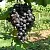 Виноград ВОСТОРГ ЧЕРНЫЙ в Подольске