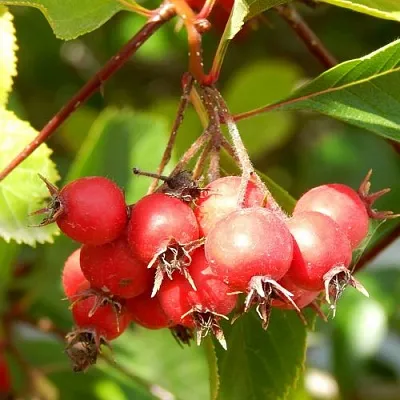 Боярышник ШАМИЛЬ  Боярышник ШАМИЛЬ в Подольске
