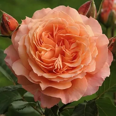 Саженцы роз БЕЛЬВЕДЕР шраб  Саженцы роз БЕЛЬВЕДЕР шраб в Подольске