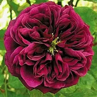 Саженцы роз ЗЕ ПРИНЦ английская  Саженцы роз ЗЕ ПРИНЦ английская в Подольске