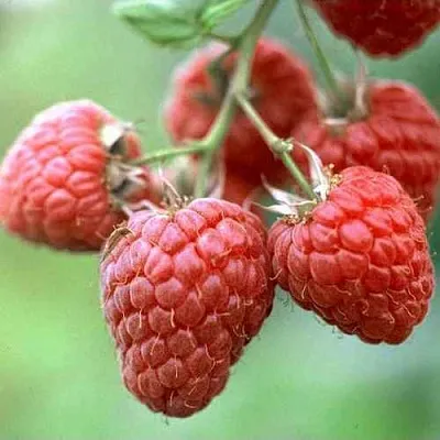 Малина ХЕРИТЕЙДЖ  Малина ХЕРИТЕЙДЖ в Подольске