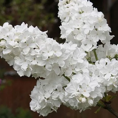 Сирень ФЛОРА  Сирень ФЛОРА в Подольске