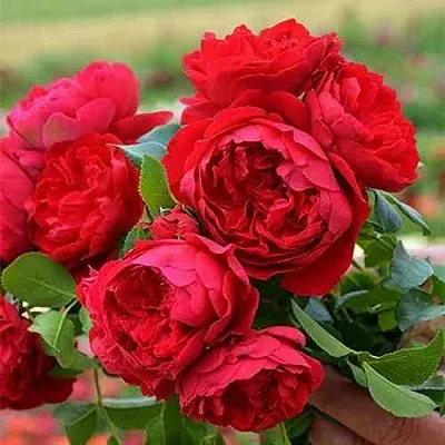 Саженцы роз ФЛОРЕНТИНА плетистая  Саженцы роз ФЛОРЕНТИНА плетистая в Подольске