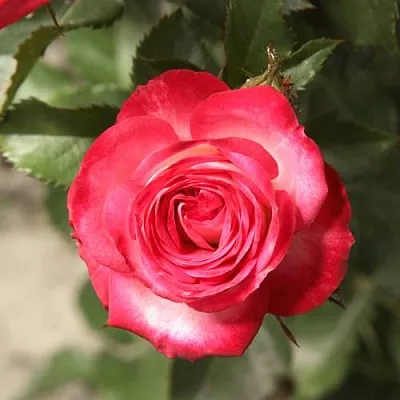 Саженцы роз САФИНА спрей  Саженцы роз САФИНА спрей в Подольске