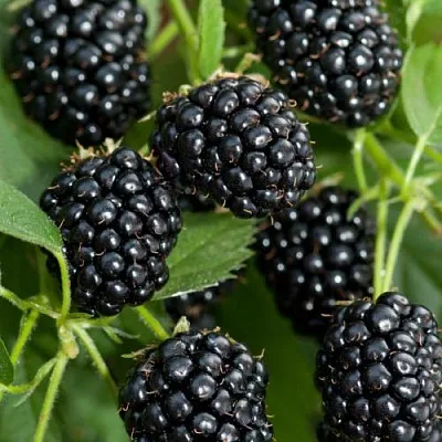 Ежевика АГАВАМ  Ежевика АГАВАМ в Подольске