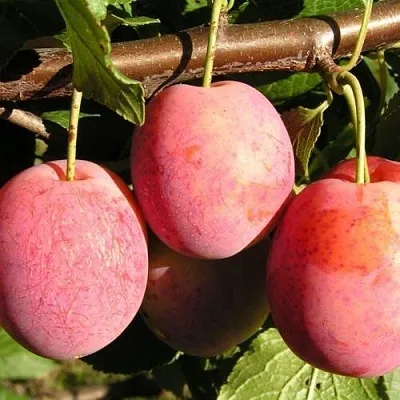 Слива ВИКТОРИЯ  Слива ВИКТОРИЯ в Подольске