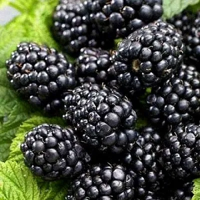 Ежевика БЖЕЗИНА бесшипная  Ежевика БЖЕЗИНА бесшипная в Подольске