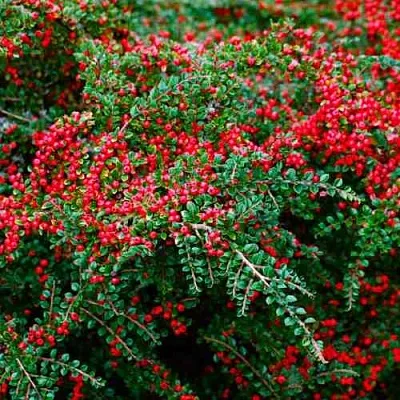 Кизильник горизонтальный  Кизильник горизонтальный в Подольске