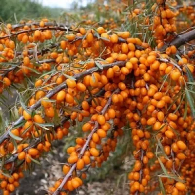 Облепиха ПЕРЧИК в Подольске