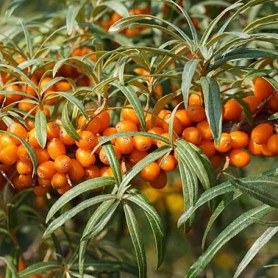 Облепиха РОСИНКА в Подольске