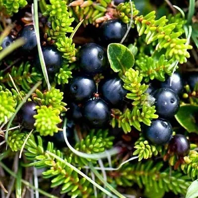 Водяника  Водяника в Подольске