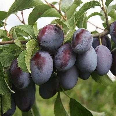 Слива РЕНКЛОД  Слива РЕНКЛОД в Подольске