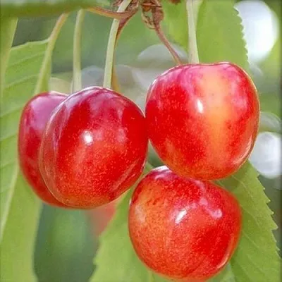 Черешня МЕДУНИЦА  Черешня МЕДУНИЦА в Подольске