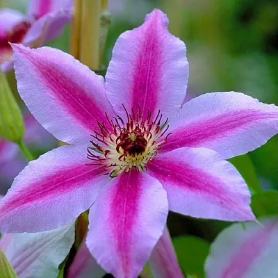 Клематис НЕЛЛИ МОЗЕР  Клематис НЕЛЛИ МОЗЕР в Подольске