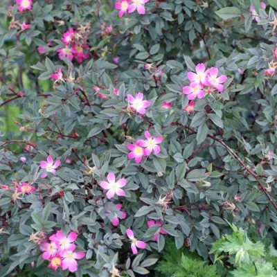 Саженцы роз сизая — описание сорта Саженцы роз сизая в Подольске