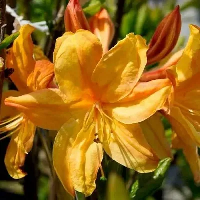 Азалия ГОЛДЕН ЛАЙТС листопадная  Азалия ГОЛДЕН ЛАЙТС листопадная в Подольске