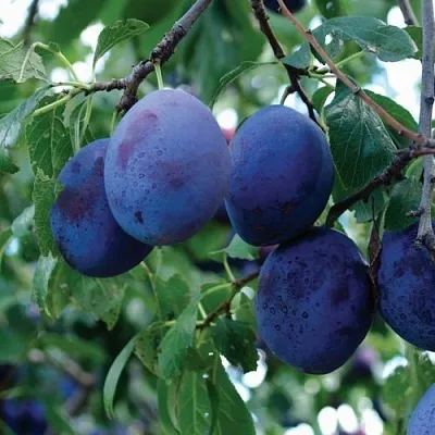 Слива ЭМПРЕСС  Слива ЭМПРЕСС в Подольске