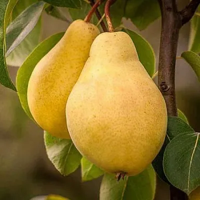 Осенние сорта  Осенние сорта в Подольске