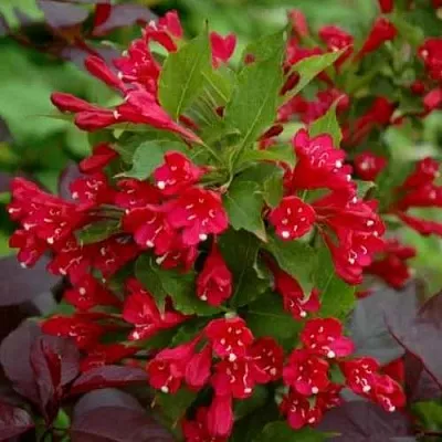 Вейгела РЕД ПРИНЦ  Вейгела РЕД ПРИНЦ в Подольске