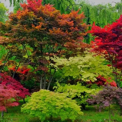 Лиственные деревья в Подольске