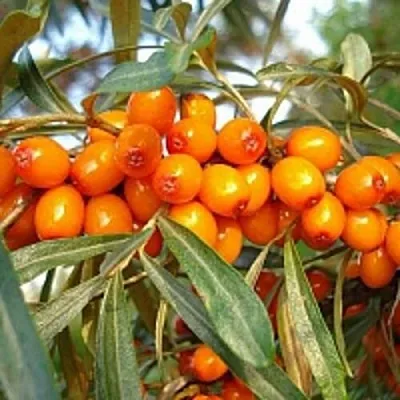 Облепиха БОТАНИЧЕСКАЯ в Подольске