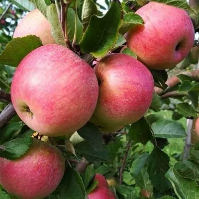 Яблоня ТЕРЕМОК в Подольске