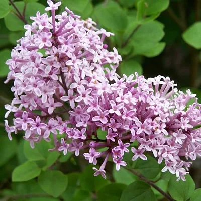 Сирень ПАЛИБИН   Сирень ПАЛИБИН  в Подольске