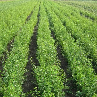 Подвой в Подольске