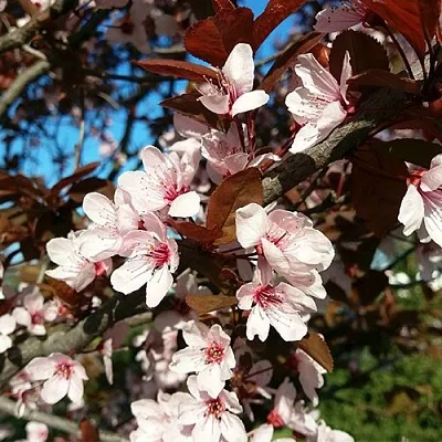 Слива ВУДИ растопыренная  Слива ВУДИ растопыренная в Подольске