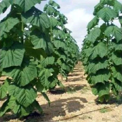 Павлония ПАО ТОГН Z07 — описание сорта Павлония ПАО ТОГН Z07 в Подольске