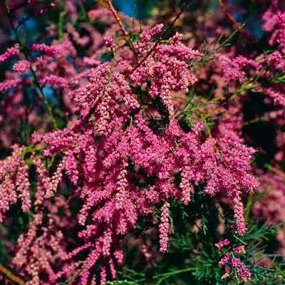 Тамарикс  Тамарикс в Подольске