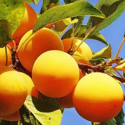 Слива МЕДОВАЯ ЖЕЛТАЯ Слива МЕДОВАЯ ЖЕЛТАЯ