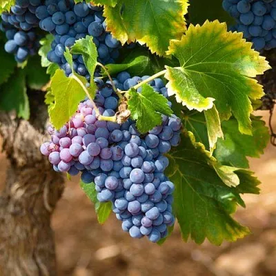 Виноград ЗИЛГА  Виноград ЗИЛГА в Подольске