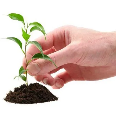 Саженцы в Подольске