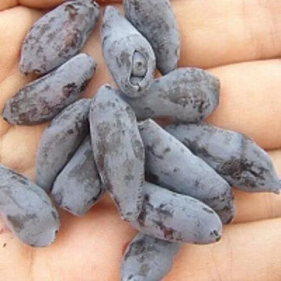 Жимолость съедобная ЧУЛЫМСКАЯ в Подольске