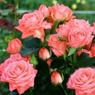 Саженцы роз БАРБАДОС спрей  Саженцы роз БАРБАДОС спрей в Подольске