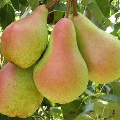 Груша ЛЕСНАЯ КРАСАВИЦА  Груша ЛЕСНАЯ КРАСАВИЦА в Подольске