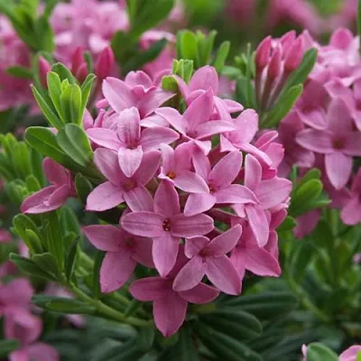 Волчеягодник КОЛЛИНА ГАРАЛЕНС  Волчеягодник КОЛЛИНА ГАРАЛЕНС в Подольске