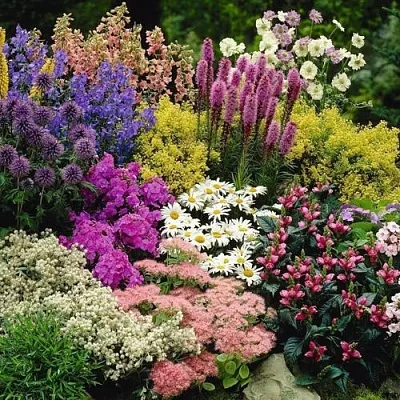 Многолетние растения в Подольске