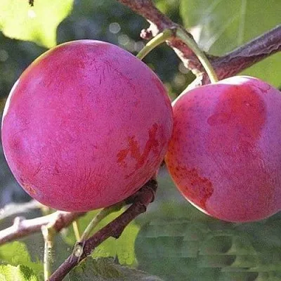 Слива ДЕЛИКАТНАЯ  Слива ДЕЛИКАТНАЯ в Подольске