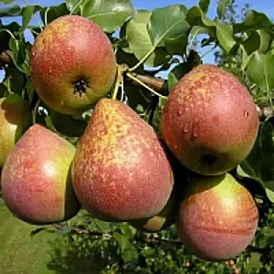 Груша МРАМОРНАЯ  Груша МРАМОРНАЯ в Подольске