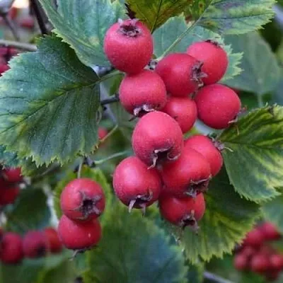 Боярышник АРНОЛЬДА  Боярышник АРНОЛЬДА в Подольске