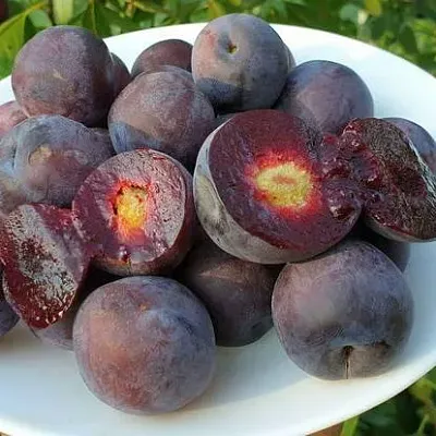 Сливово-вишневый гибрид МЕЙНОР в Подольске