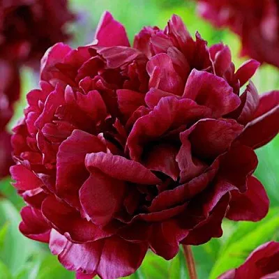 Пион АРМАНИ травянистый в Подольске