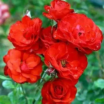 Саженцы роз ФАЙЕР КИНГ спрей  Саженцы роз ФАЙЕР КИНГ спрей в Подольске