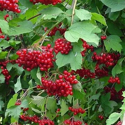 Калина КОМПАКТУМ  Калина КОМПАКТУМ в Подольске